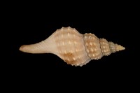 藏品(日本長旋螺)的圖片